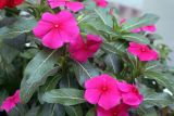 Catharanthus roseus