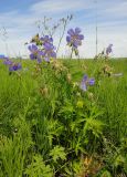 Geranium pratense subspecies sergievskajae. Цветущее растение. Иркутская обл., Иркутский р-н, дер. Позднякова, луг. 10.07.2014.
