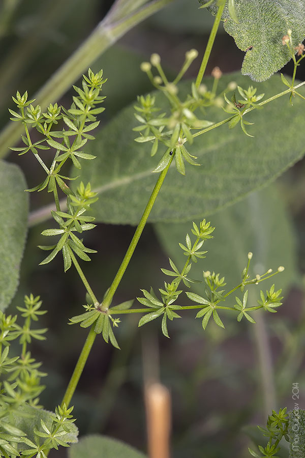 Image of Galium album specimen.