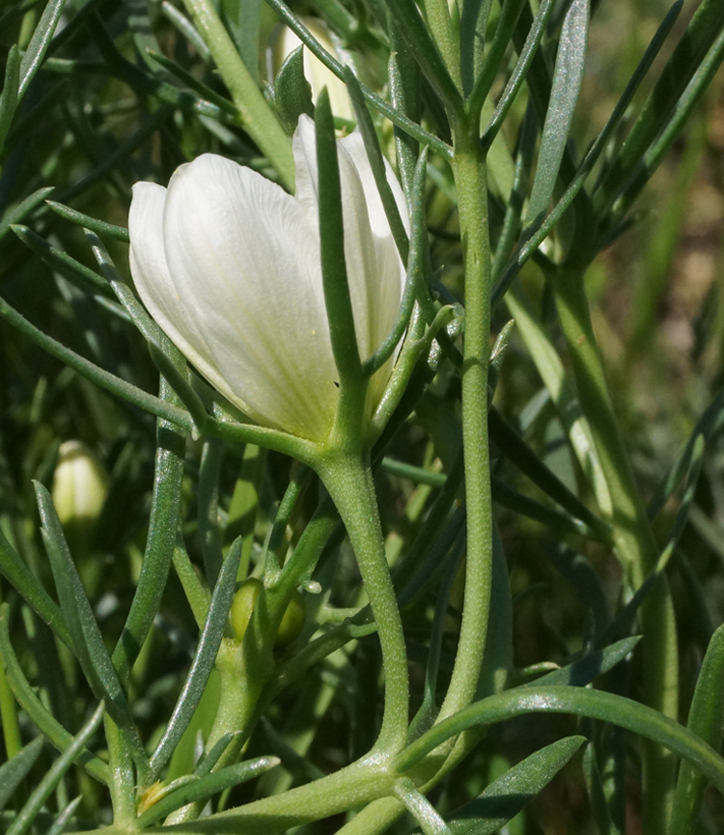 Image of Peganum harmala specimen.