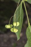 Euonymus latifolius. Лист и незрелые плоды. Крым, Бахчисарайский р-н, окр. бывшего с. Подлесное, лиственный лес. 08.06.2014.