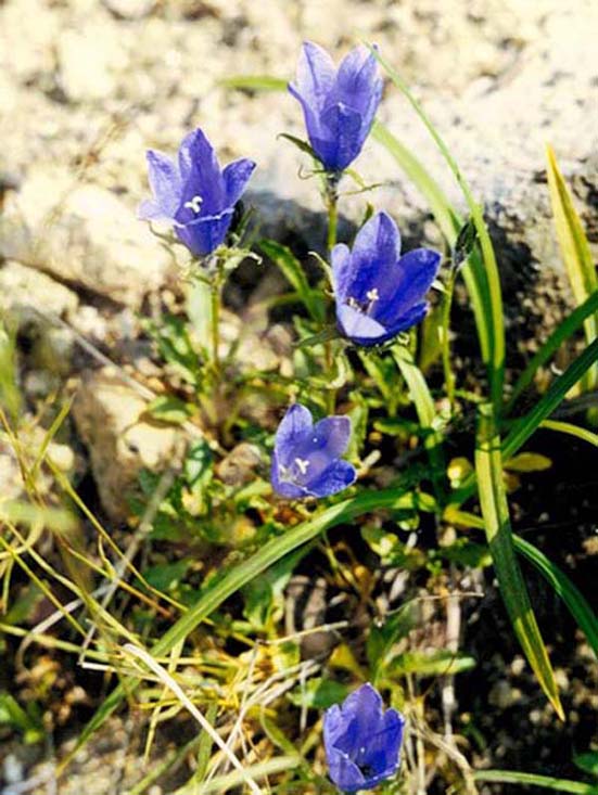 Image of Campanula chamissonis specimen.