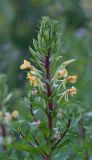 Oenothera rubricaulis