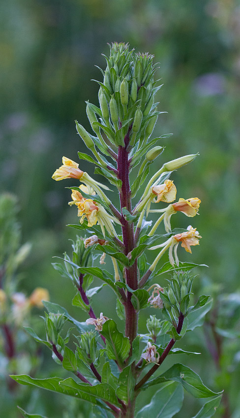 Image of Oenothera rubricaulis specimen.