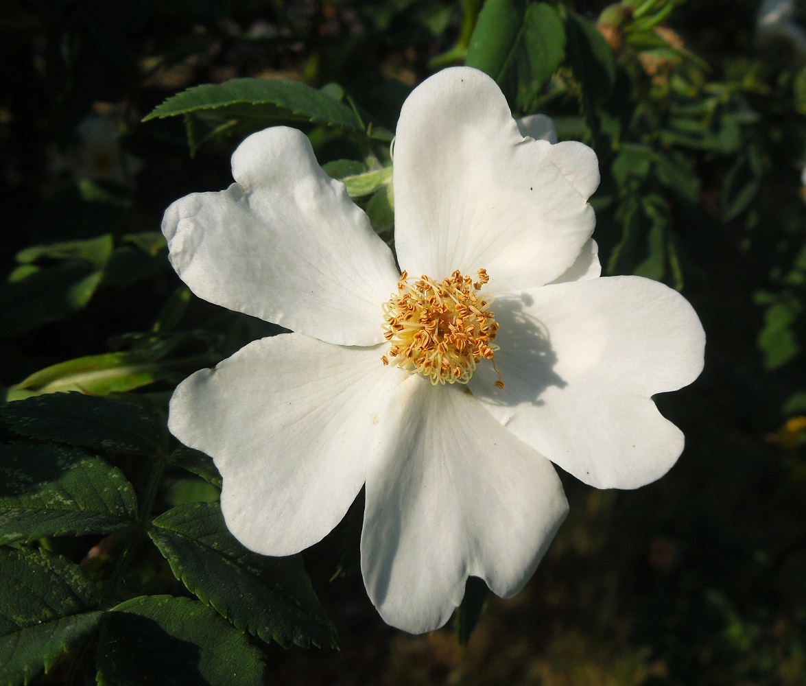 Image of Rosa canina specimen.