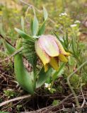 Fritillaria kurdica