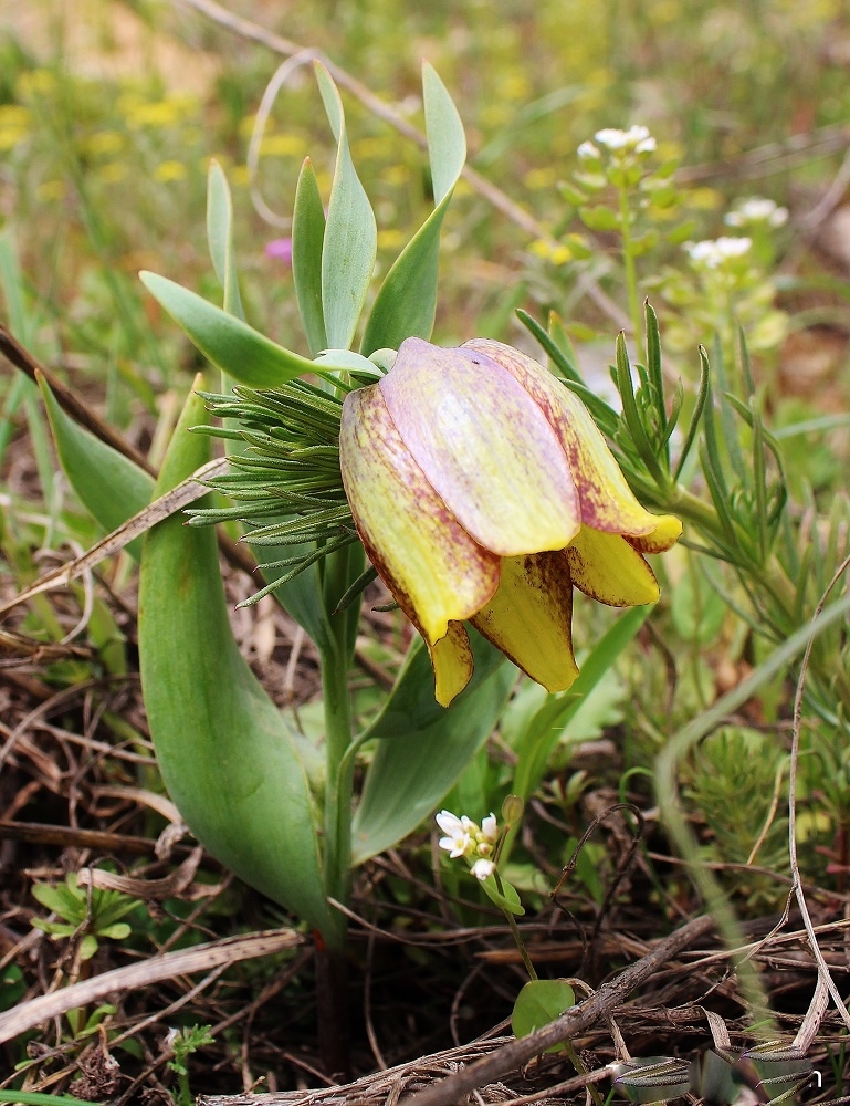 Image of Fritillaria kurdica specimen.