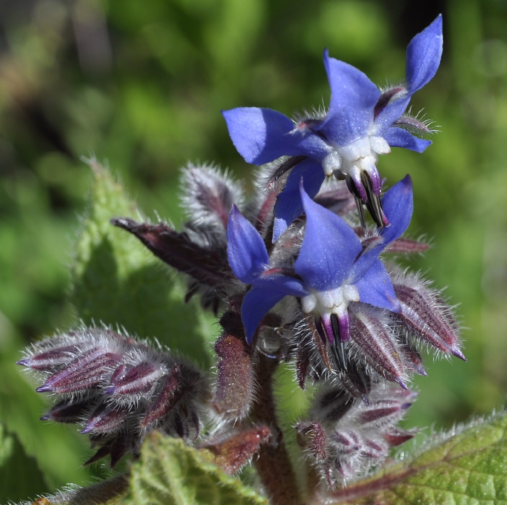 Изображение особи Borago officinalis.