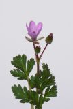 Erodium cicutarium. Верхушка побега с соцветием. Республика Молдова, пригород Кишинёва. 15 апреля 2009 г.