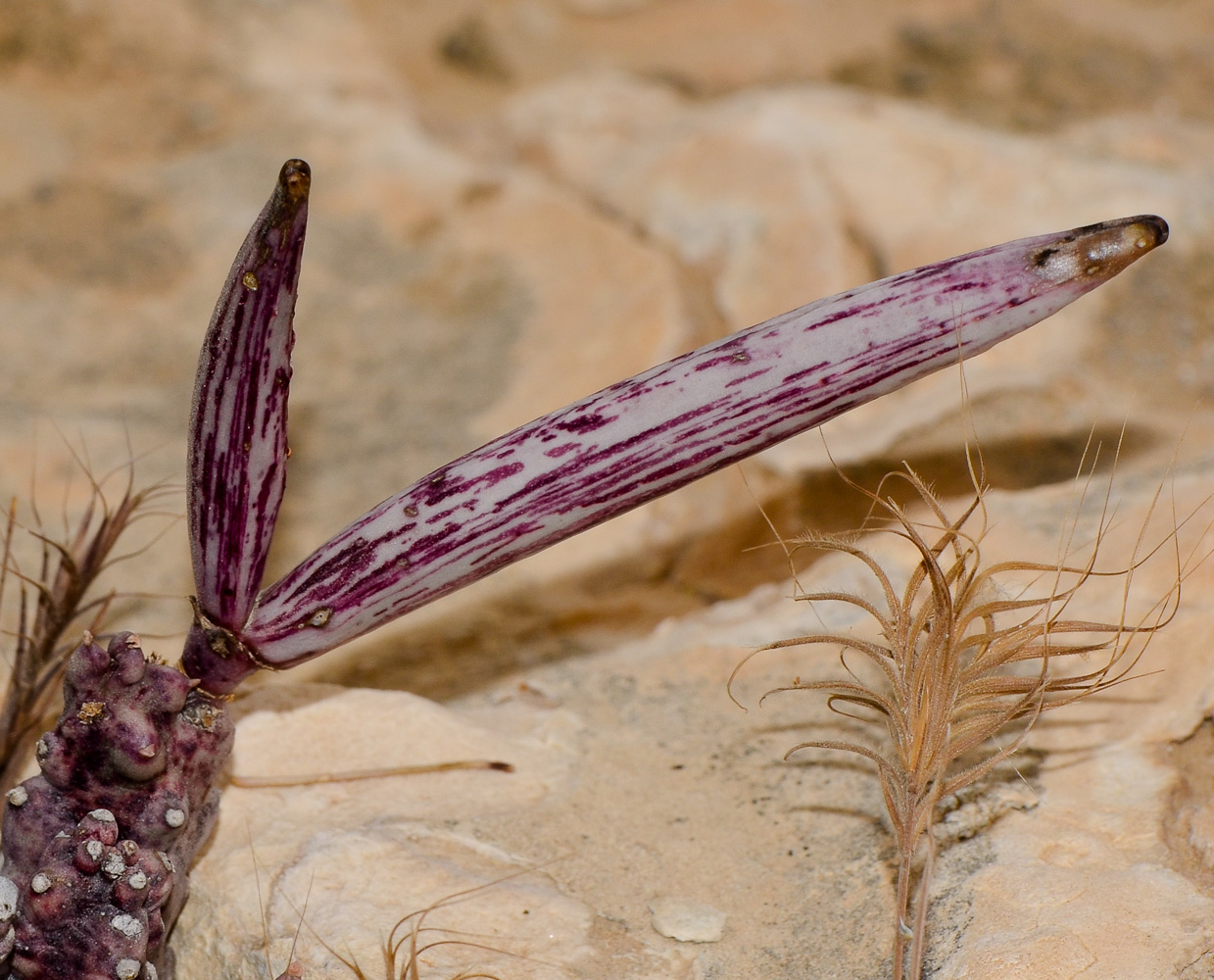 Изображение особи Caralluma europaea.