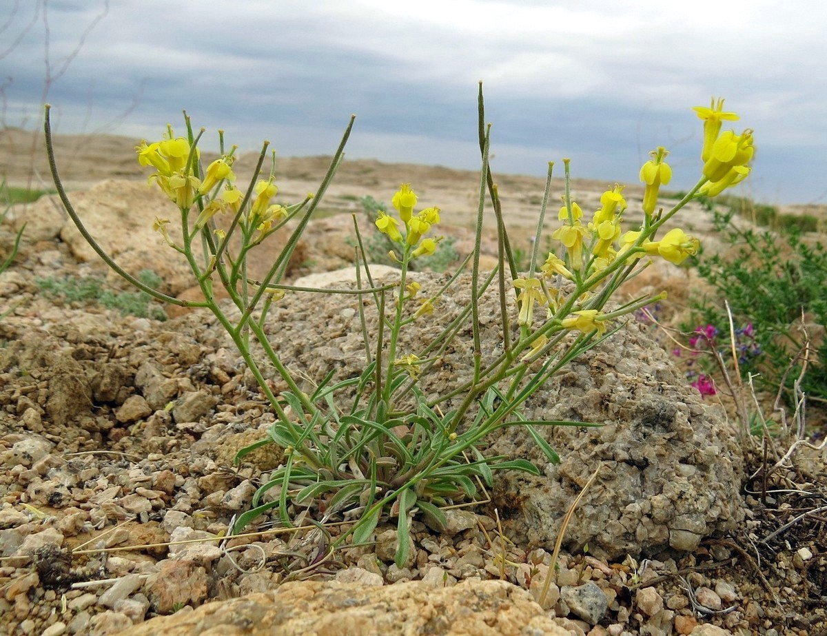 Image of Erysimum kazachstanicum specimen.