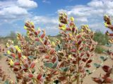 Astragalus chiwensis. Верхушка цветущего растения. Узбекистан, Хорезмская обл., к югу от Хивы, пески. 17.05.2015.
