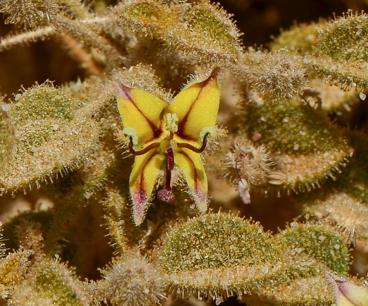 Image of Cleome droserifolia specimen.