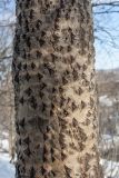 Populus tremula. Часть ствола молодого дерева. Мурманск, облесённый склон антропогенного происхождения. 28.03.2016.