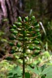 Actaea erythrocarpa