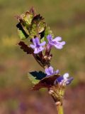 Glechoma hederacea. Верхушка цветущего растения. Ленинградская обл., Старая Ладога, луг напротив Свято-Успенского Новодевичьего монастыря. 04.05.2016.