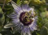 Passiflora caerulea. Цветок. Италия, Саленто, вершина пологого холма к югу от г. Отранто. 09.06.2014.