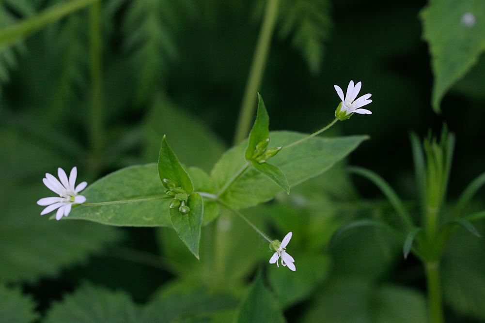 Image of Stellaria nemorum specimen.