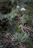 Antennaria dioica. Цветущее мужское растение. Пермский край, г. Пермь, Кировский р-н, сосновый бор. 28.05.2016.