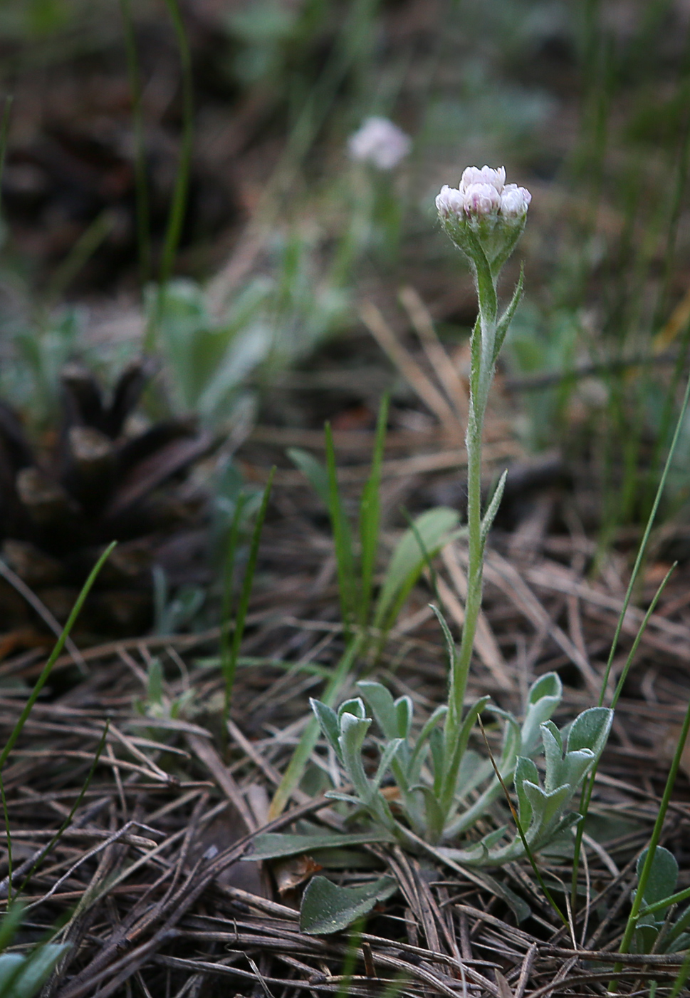 Изображение особи Antennaria dioica.