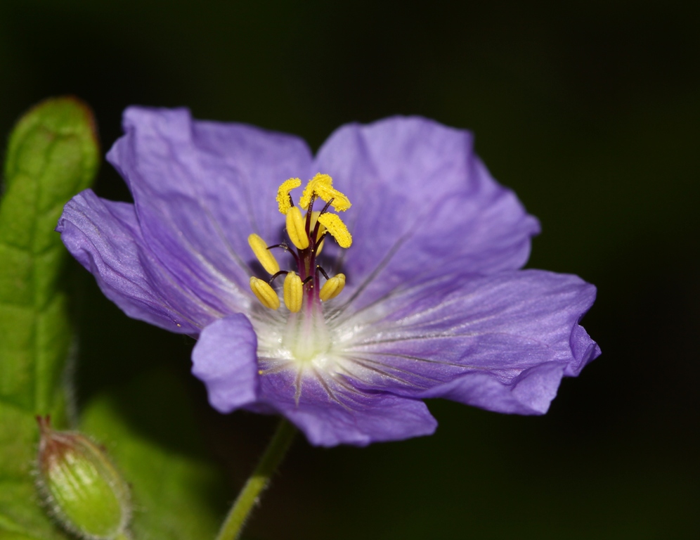 Изображение особи Geranium platyanthum.