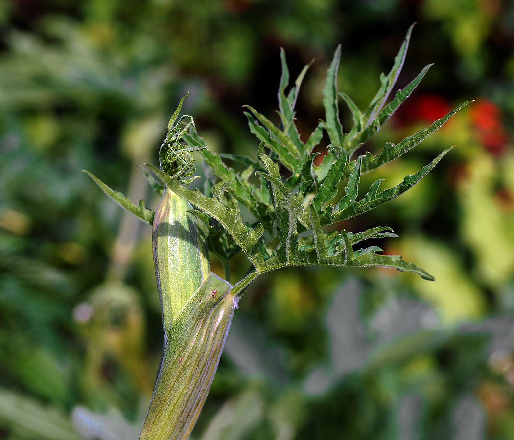 Image of Heracleum sibiricum specimen.