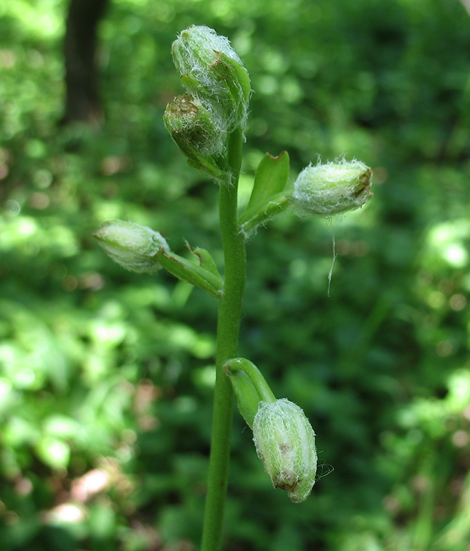 Изображение особи Lilium pilosiusculum.