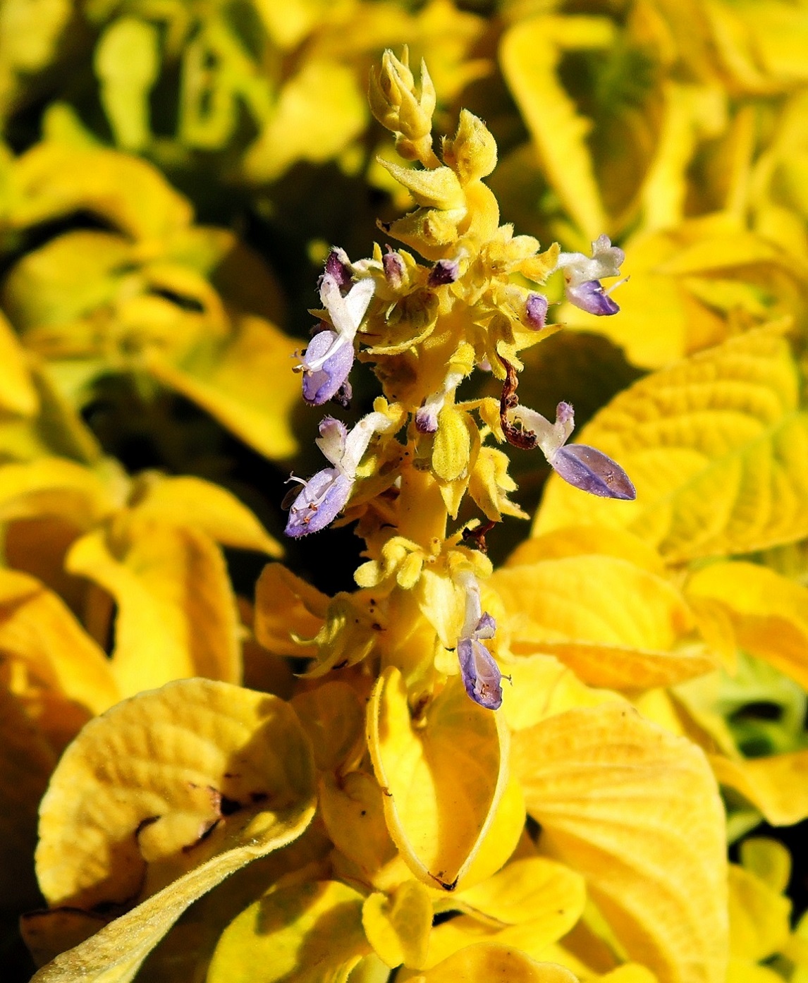 Image of Coleus scutellarioides specimen.