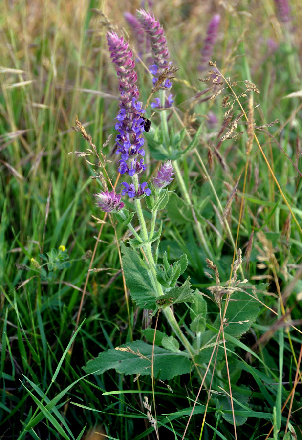 Изображение особи Salvia tesquicola.