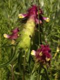 Melampyrum cristatum