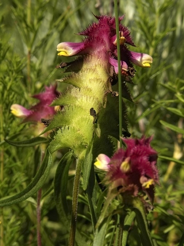 Изображение особи Melampyrum cristatum.