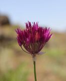 Allium jodanthum