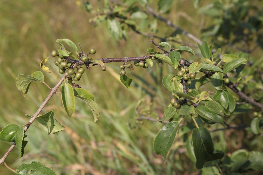 Изображение особи Rhamnus cathartica.