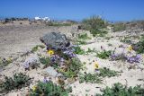 Matthiola fruticulosa var. bolleana