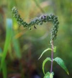 Veronica longifolia