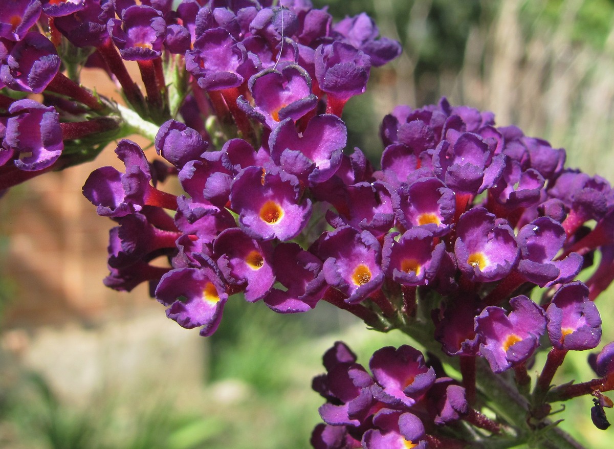 Image of Buddleja davidii specimen.