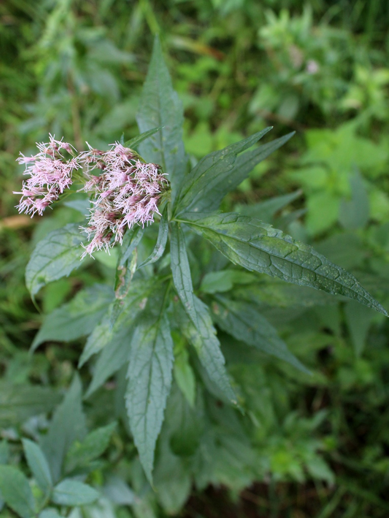 Изображение особи Eupatorium cannabinum.