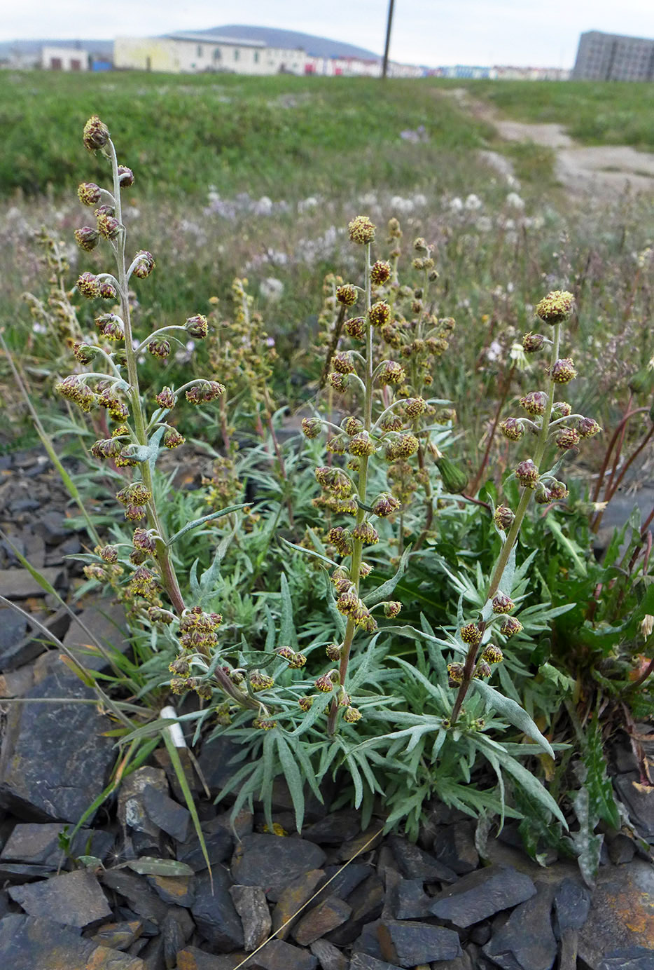 Image of Artemisia tilesii specimen.