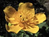 Caltha palustris подвид laeta. Цветок с кормящимися жуками. Украина, Закарпатская обл., Раховский р-н, хр. Черногора, берег ручья, 1800 м н.у.м. 16 июля 2007 г.
