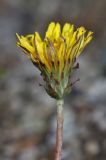 Taraxacum scariosum. Соцветие. Приморский край, окр. г. Находка, морское побережье. 04.06.2016.