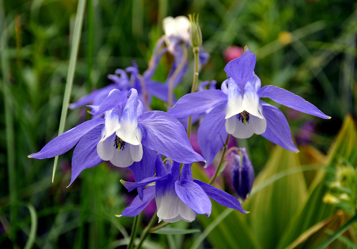 Изображение особи Aquilegia olympica.