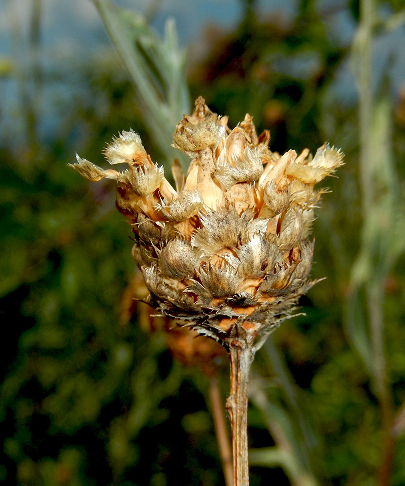 Изображение особи Centaurea orientalis.