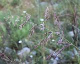 род Calamagrostis