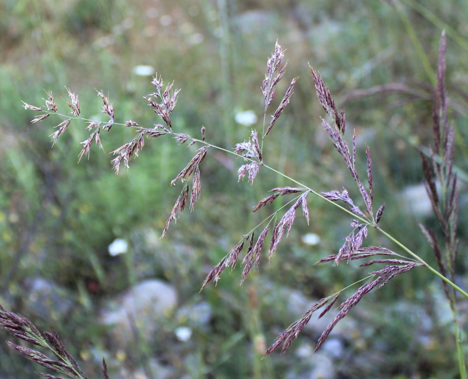 Изображение особи род Calamagrostis.