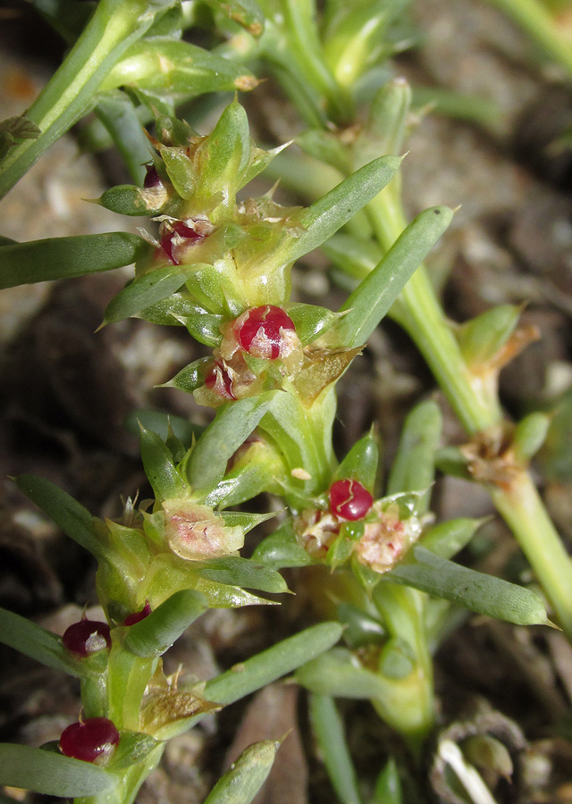 Image of Salsola pontica specimen.