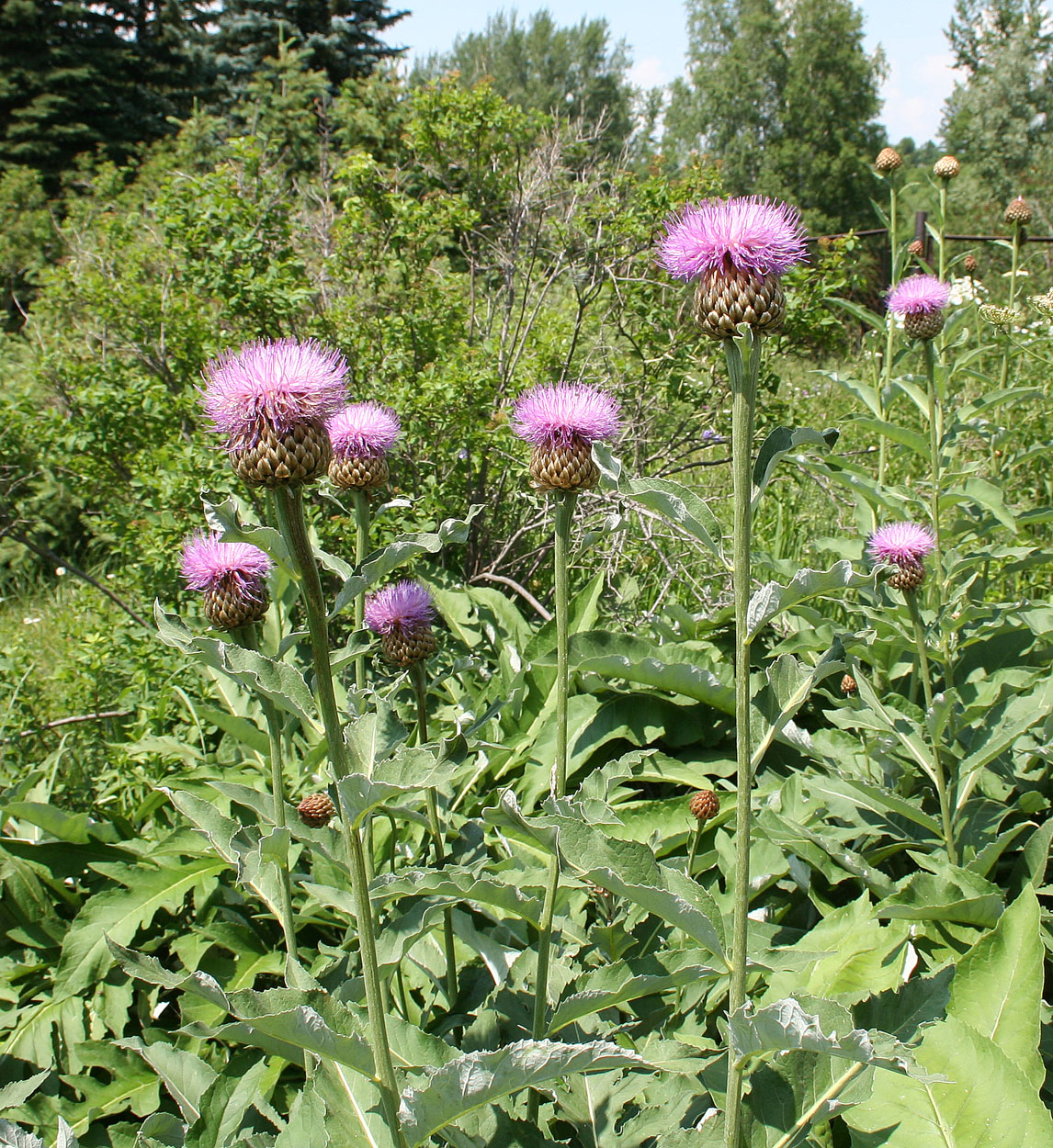 Изображение особи Stemmacantha serratuloides.