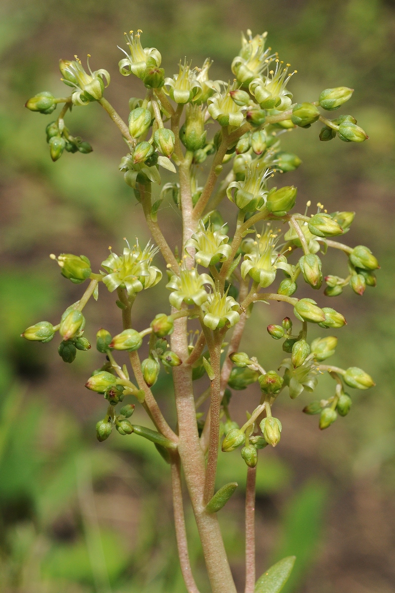 Изображение особи Rosularia glabra.