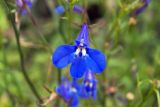 Lobelia erinus. Цветок. Владивосток, Ботанический сад. 12.09.2016.