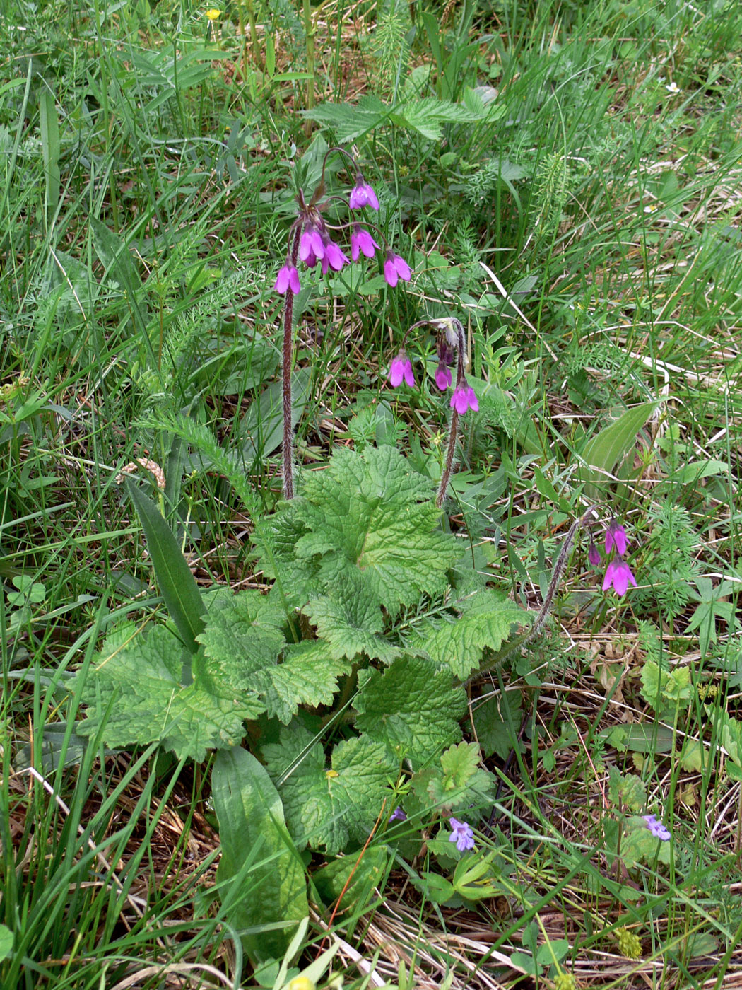 Image of Cortusa matthioli specimen.