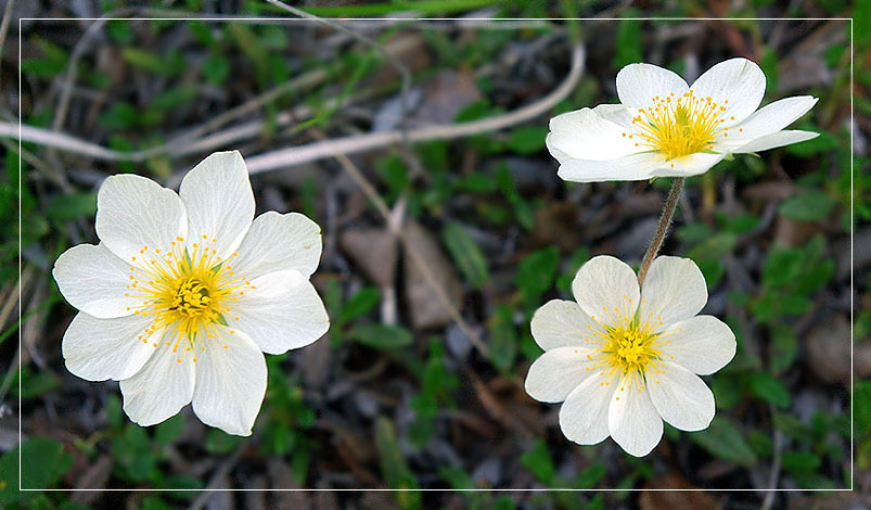 Image of genus Dryas specimen.